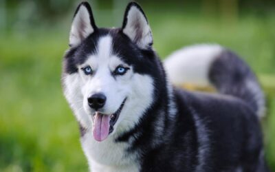 Help Connecticut Children’s Medical Center by Attending HuskyThon