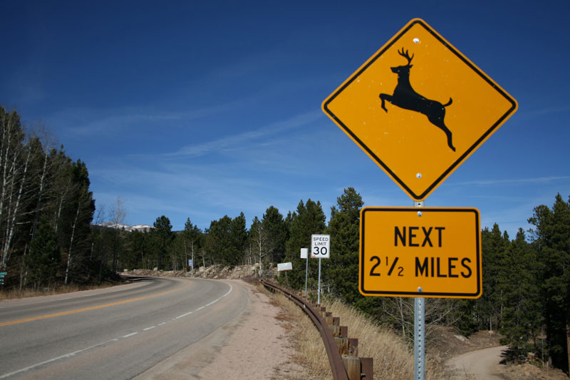 How You Can Better Avoid Animals on the Road