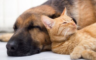 How to Get a Better Night’s Sleep