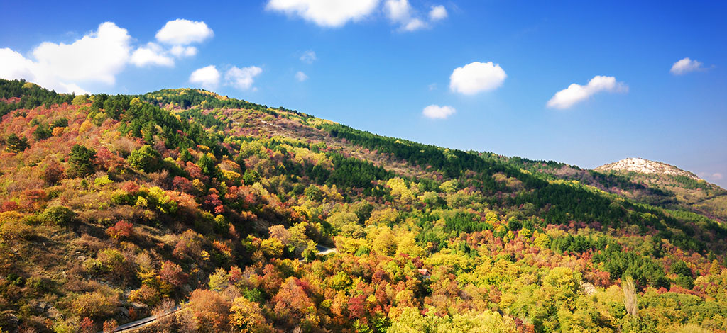Fall trees on mountian side