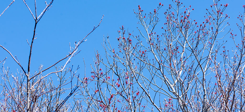 Spring buds Hamden CT