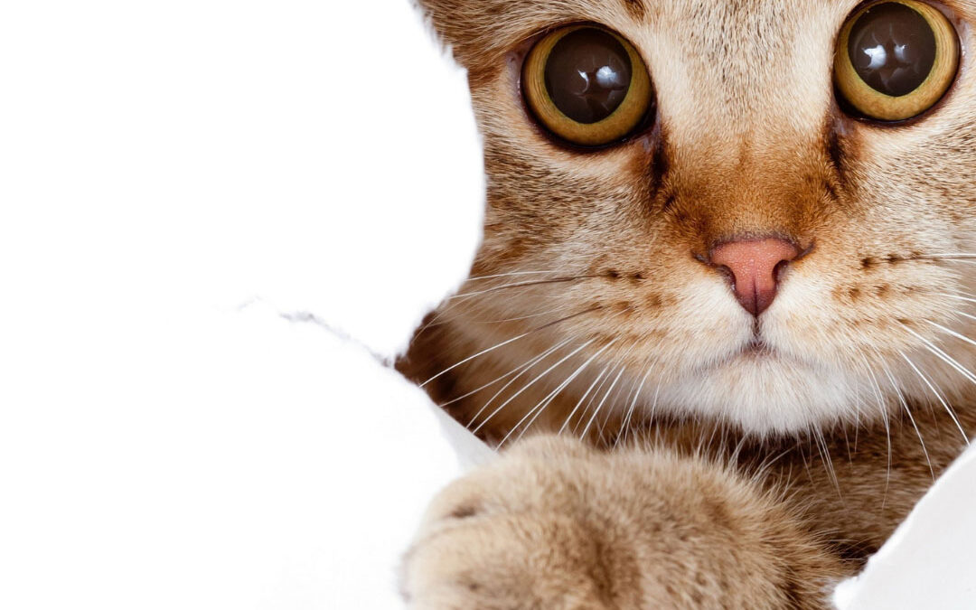 A curious brown tabby cat with wide eyes peeks through a torn hole in a white background, reaching one paw forward - www.nauinsurance.com