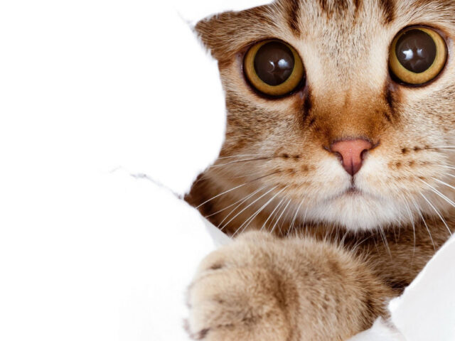 From Furballs to Lawsuits: What Your Cat Actually Means for Your Insurance